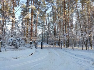 winter in the forest
