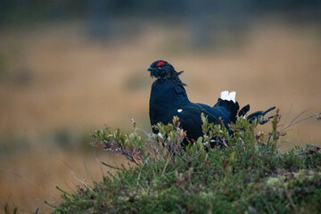 Black Grouse
