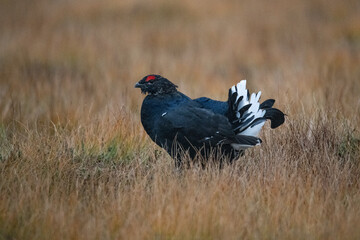 Black Grouse