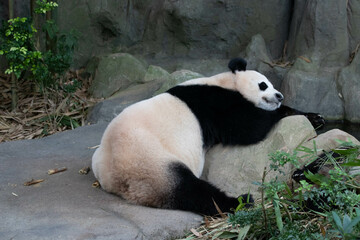 Obraz na płótnie Canvas Close up Cute Panda in Singapore Zoo