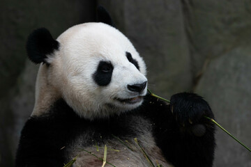 Fototapeta premium Close up Cute Panda in Singapore Zoo