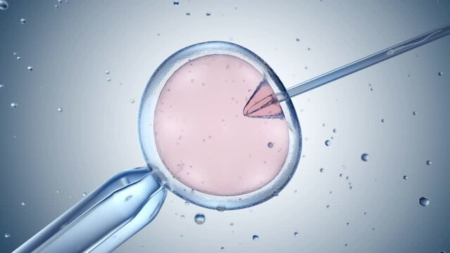 Artificial insemination or in vitro fertilization. 3D animation