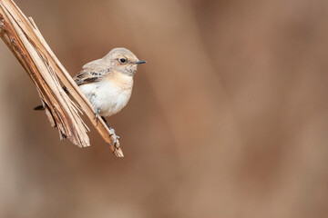 Oostelijke Blonde Tapuit, Eastern Black-eared Wheatear, Oenanthe melanoleuca