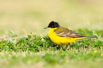 Balkankwikstaart, Black-headed Wagtail, Motacilla feldegg