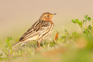 Roodkeelpieper, Red-throated Pipit, Anthus cervinus