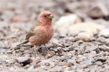 Sinairoodmus, Sinai Rosefinch, Carpodacus synoicus