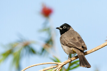 Arabische Buulbuul, White-spectacled Bulbul, Pycnonotus xanthopy