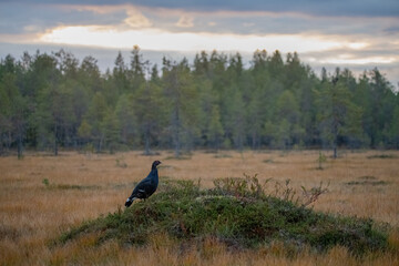 Black Grouse
