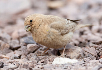 Sinairoodmus, Sinai Rosefinch, Carpodacus synoicus