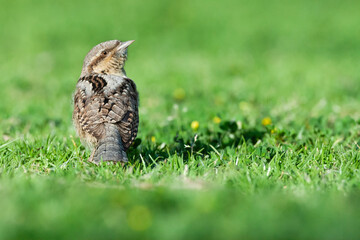 Draaihals, Eurasian Wryneck, Jynx torquilla