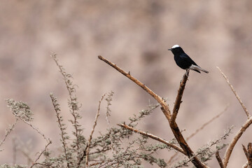 Witkruintapuit, White-crowned Wheatear, Oenanthe leucopyga