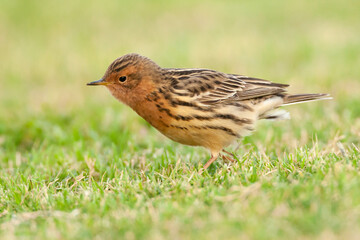 Roodkeelpieper, Red-throated Pipit, Anthus cervinus