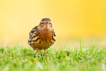 Roodkeelpieper, Red-throated Pipit, Anthus cervinus