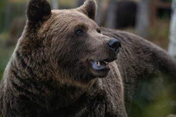 Brown bear in Finland