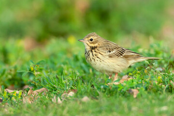 Boompieper, Tree Pipit, Anthus trivialis