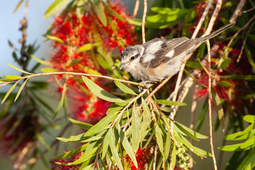 Maskerklauwier, Masked Shrike, Lanius nubicus