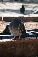 Dove on cubic stone