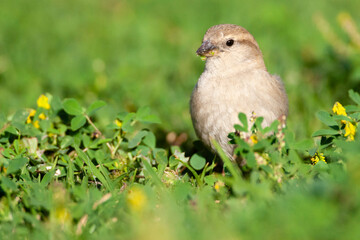 Spaanse Mus, Spanish Sparrow, Passer hispaniolensis