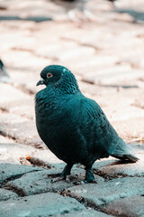 Dove on cubic stone