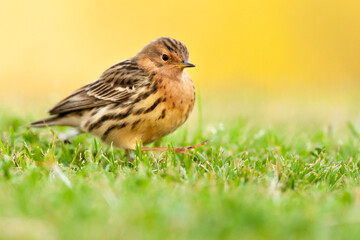 Roodkeelpieper, Red-throated Pipit, Anthus cervinus