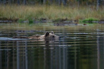 Brown bear in Finland
