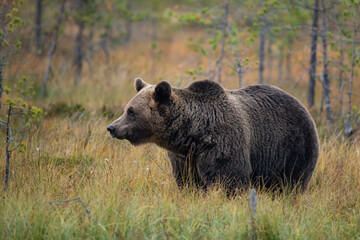 Brown bear, Finland