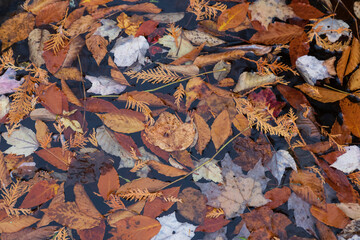 Leaves over water  at Cap de la Fée forest near Sain Donat de Montcalm. Quebec. Canada.