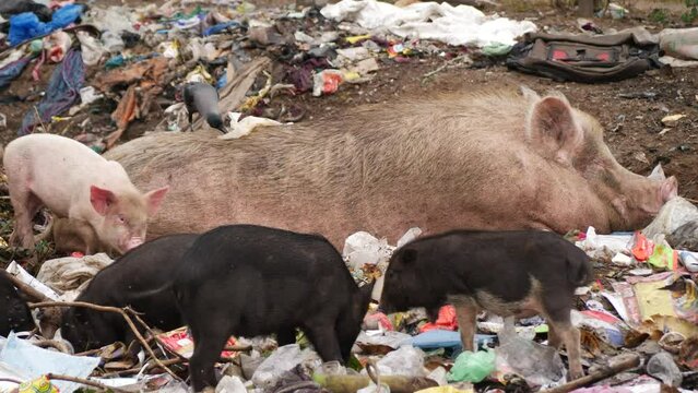 Black and White pigs eating garbage,a bigger pig lying on the garbage  behind them