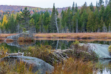Fototapeta na wymiar River and trees with fall colors at Cap de la Fée forest near Sain Donat de Montcalm. Quebec. Canada.