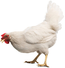 Big organic roaming natural white and village chicken