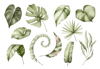 Collection of watercolor wild tropical leaves hand-drawn. Jungle plant leaves isolated on white background. Monstera, banana, palm leaf. Watercolor botanical illustration.