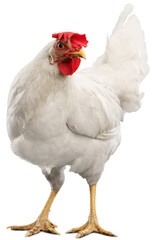Big organic roaming natural white and village chicken © BillionPhotos.com