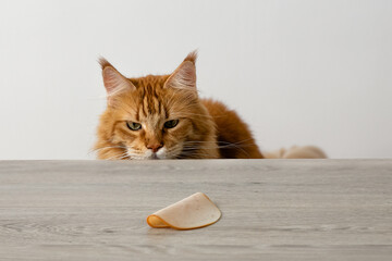 cat and food. A piece of ham for the cat. Red cat and food. Mainecoon. The cat looks at the food....