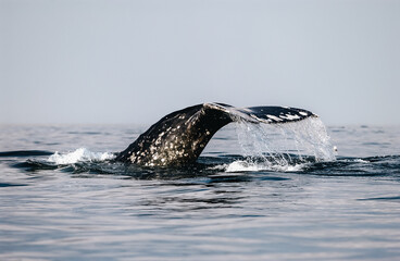 Close-up of a large whale's tail above the water.