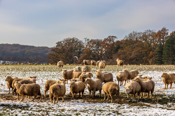 Sheep in a snow covered field in Sussex