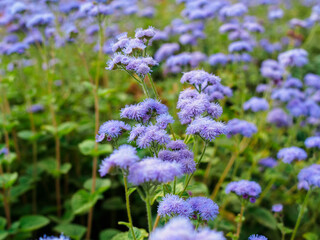 Border undersized flowers for flower beds - Ageratum