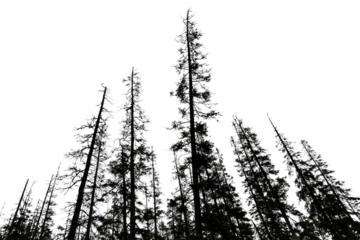 old conifer trees at dawn