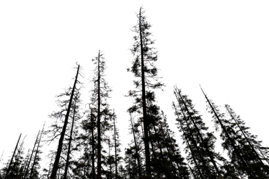 old conifer trees at dawn