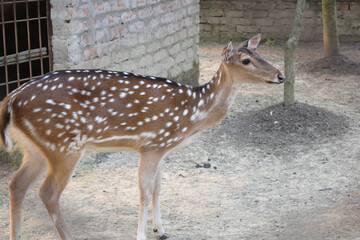 The Sri Lankan axis deer or Ceylon spotted deer is a subspecies of axis deer that inhabits only Sri Lanka.