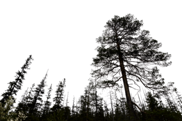 spooky forest with silhouettes of trees