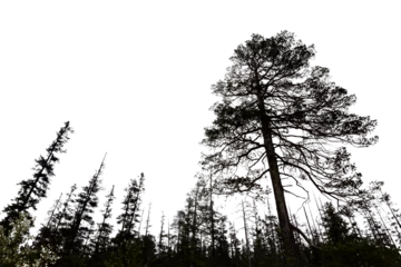 Foto op Canvas spooky forest with silhouettes of trees © Pink Badger
