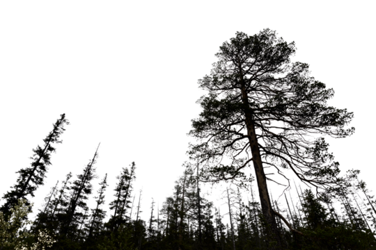 spooky forest with silhouettes of trees