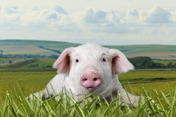 Fototapeta premium Small cute young pig on green grass.