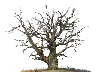 ancient mighty bare oak tree - obrazy, fototapety, plakaty