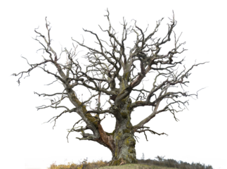 ancient mighty bare oak tree