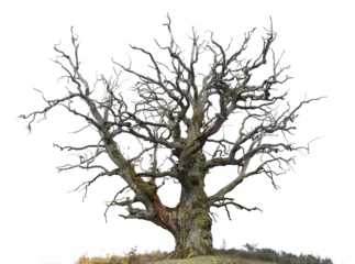 Deurstickers ancient mighty bare oak tree © Pink Badger