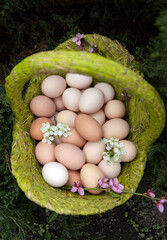 lot of freshly picked chicken eggs in a basket, blooming spring twigs, top view. Preparation for the Easter holiday. poultry farming