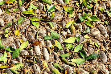 Fallen leaves on the stone pavement in the old town of Rhodes, Greece. Natural decoration. 