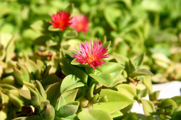 Flowers of the succulent plant Delosperma, island of Rhodes, Greece. 