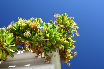 Flowers of the succulent plant Delosperma, island of Rhodes, Greece. 